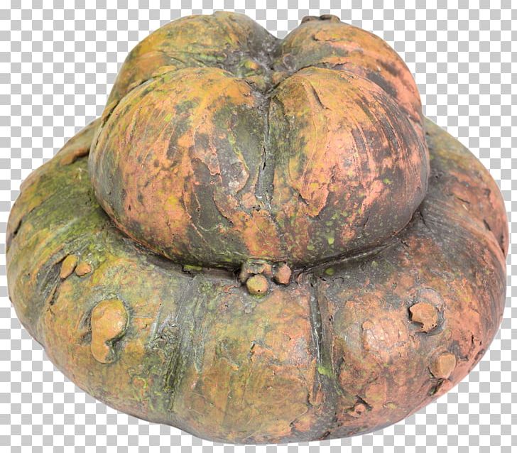Cucurbita Winter Squash Gourd Pumpkin Calabaza PNG, Clipart, Bloom, Calabaza, Contact, Cucumber, Cucumber Gourd And Melon Family Free PNG Download