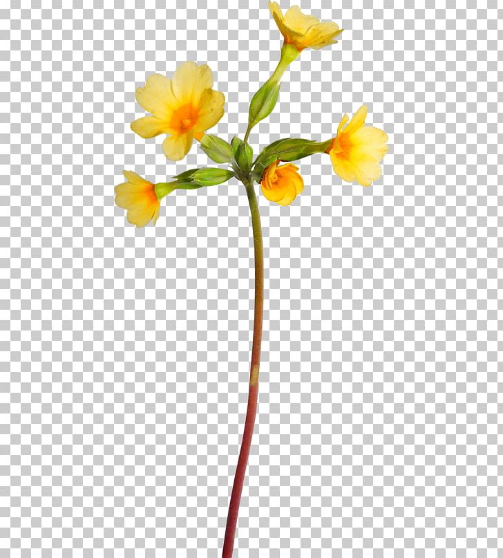 Photography Branch Others PNG, Clipart, Blog, Branch, Drawing, Flower, Flowering Plant Free PNG Download