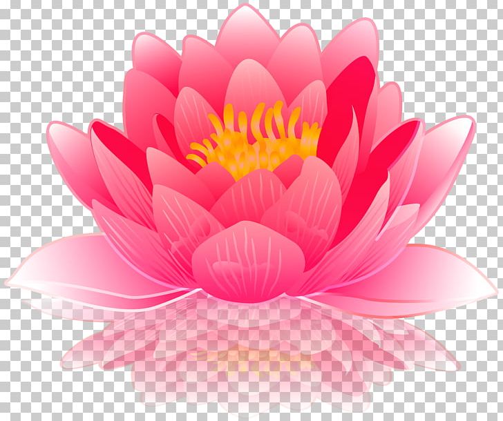 Water Lilies Computer File PNG, Clipart, Aquatic Plant, Calla Lily, Chrysanths, Clipart, Computer Wallpaper Free PNG Download