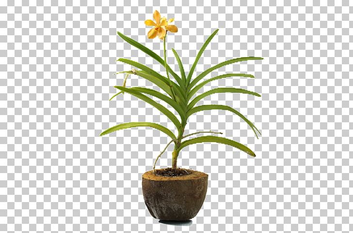 Arecaceae Flowerpot Leaf Houseplant Plant Stem PNG, Clipart, Arecaceae, Arecales, Cash, Cash On Delivery, Cheque Free PNG Download