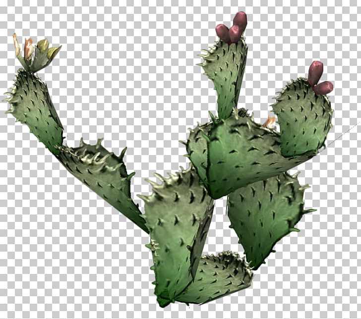 Barbary Fig Cactaceae Eastern Prickly Pear Opuntia Engelmannii PNG, Clipart, Action, Barbary Fig, Cactaceae, Caryophyllales, Color Free PNG Download