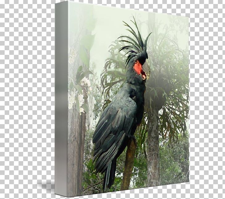 Beak Gallery Wrap Palm Cockatoo Canvas PNG, Clipart, Animals, Art, Beak, Bird, Cacatua Free PNG Download