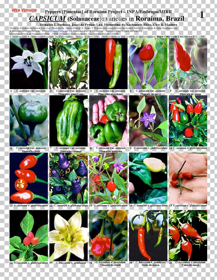 Bell Pepper Chili Pepper Plant Nightshade Capsicum Annuum PNG, Clipart, Bell Pepper, Bell Peppers And Chili Peppers, Brazil, Cajamarca Region, Capsicum Free PNG Download