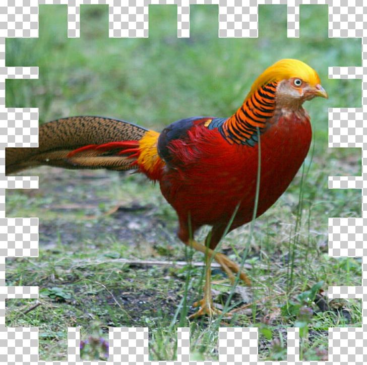 Bird Golden Pheasant Ring-necked Pheasant Silver Pheasant PNG, Clipart, American Game, Animal, Animals, Bird, Chicken Free PNG Download