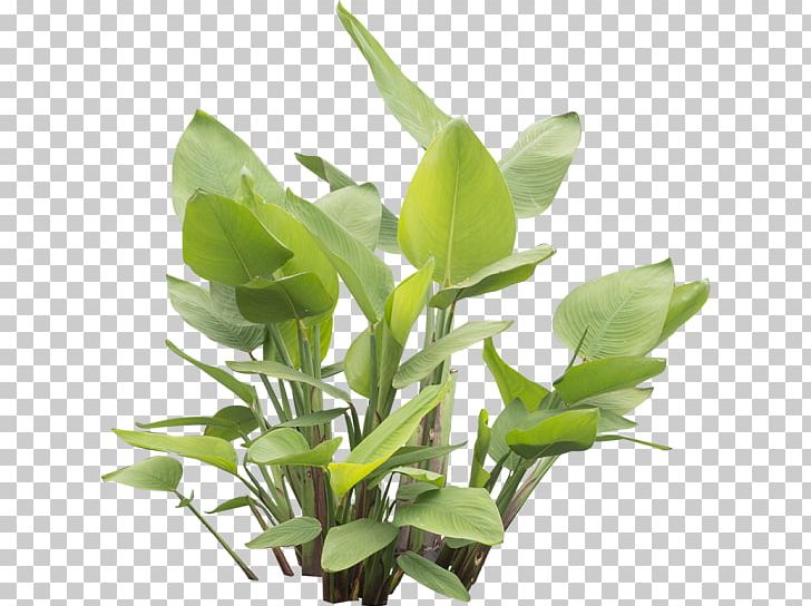 Leaf Herbalism Plant Stem PNG, Clipart, Grass, Herb, Herbalism, Leaf, Plant Free PNG Download