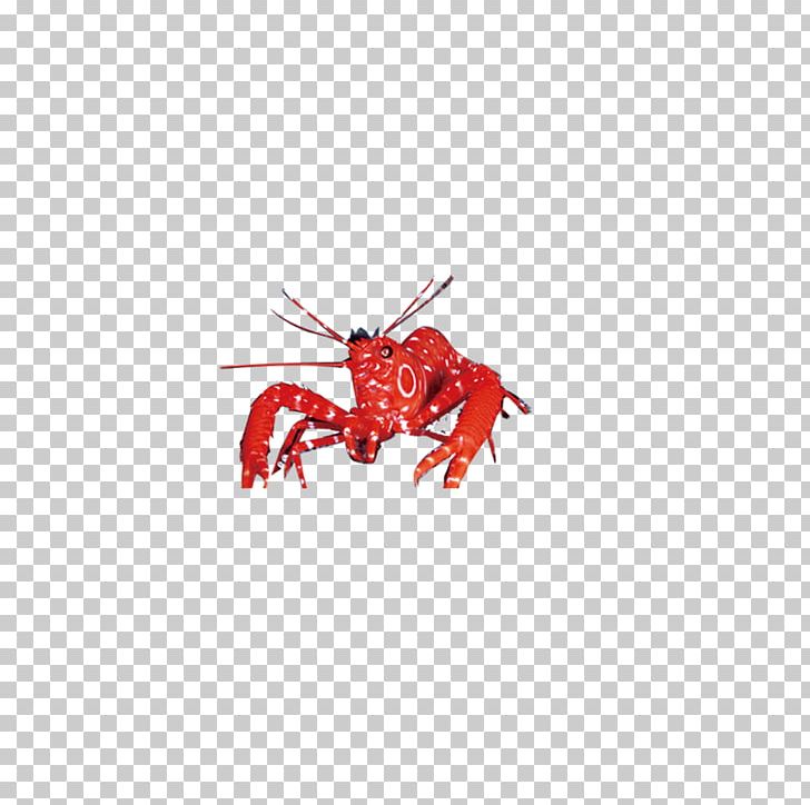 Lobster Decapoda Palinurus Elephas PNG, Clipart, Animals, Cartoon, Cartoon Lobster, Chinese White Shrimp, Decapoda Free PNG Download