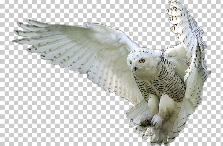 Owl Bird Bald Eagle PNG, Clipart, Animals, Bald Eagle, Barn Owl, Beak, Bird Free PNG Download