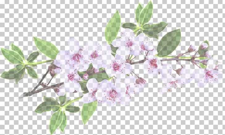 Park Garden Cherry Blossom .ru Vintage Clothing PNG, Clipart, Blossom, Book, Branch, Cherry Blossom, Diary Free PNG Download
