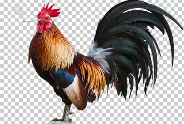 Cochin Chicken Rhode Island Red Leghorn Chicken Rooster Poultry PNG, Clipart, Bantam, Beak, Bird, Cayman Islands, Chicken Free PNG Download