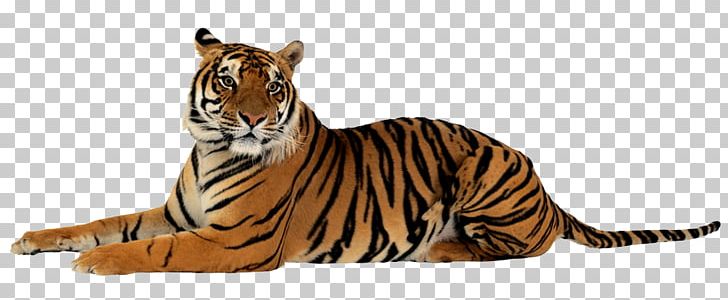 Felidae Lion PNG, Clipart, Animal Figure, Animals, Big Cats, Carnivoran, Cat Like Mammal Free PNG Download