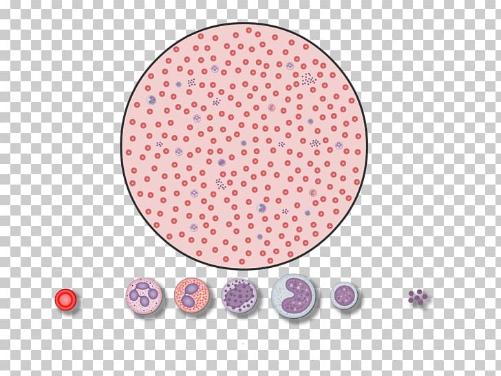 Red Blood Cell White Blood Cell Complete Blood Count PNG, Clipart, Blood, Blood Cell, Blood Cells, Blood Vessel, Cell Free PNG Download