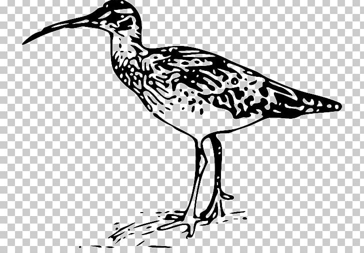 Bird Bristle-thighed Curlew Drawing Line Art PNG, Clipart, Animals, Art, Artwork, Beak, Bird Free PNG Download