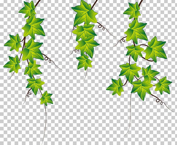 Common Ivy Stock Photography PNG, Clipart, Branch, Creeper, Decorative Patterns, Drawing, Element Free PNG Download