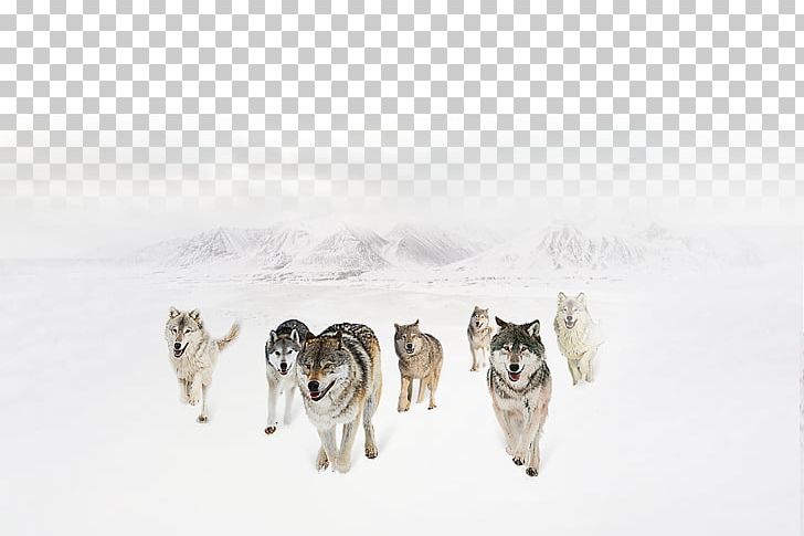Gray Wolf Hunting Culture Tiger Competition PNG, Clipart, Alaskan Malamute, Angry Wolf Face, Animals, Black Wolf, Carnivoran Free PNG Download