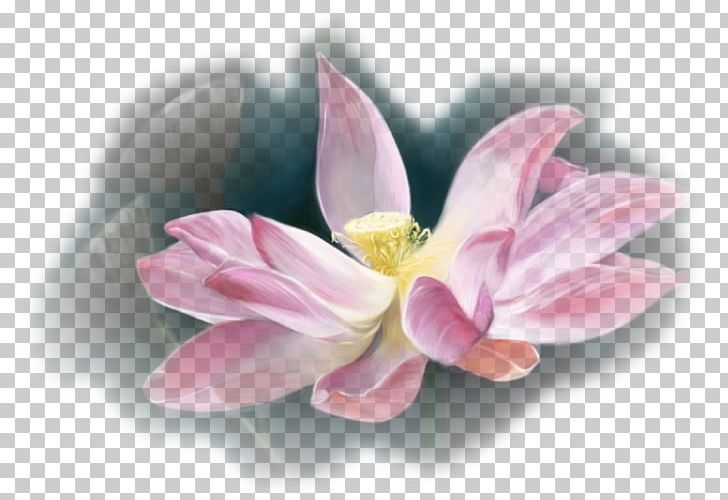 Pink M MTN Group Lotus-m RTV Pink PNG, Clipart, Aquatic Plant, Blossom, Cicek, Cicek Resimleri, Fleur Free PNG Download