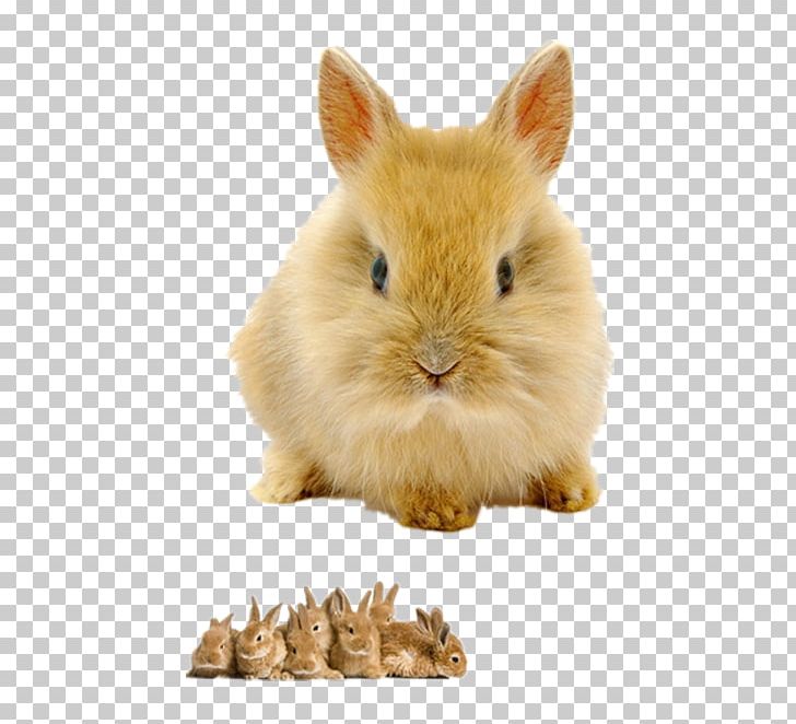 Rabbit High-definition Television High-definition Video 1080p PNG, Clipart, 4k Resolution, 1080p, Animals, Bunnies, Bunny Free PNG Download