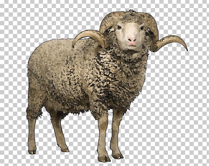 Merino Romney Sheep Lincoln Sheep Clun Forest Sheep Texel Sheep PNG, Clipart, Animals, Argali, Bighorn Sheep, Cow Goat Family, Fauna Free PNG Download
