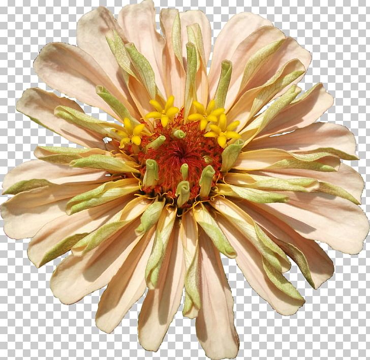 Chrysanthemum Transvaal Daisy Cut Flowers Petal PNG, Clipart, Chrysanthemum, Chrysanths, Cut Flowers, Daisy, Daisy Family Free PNG Download
