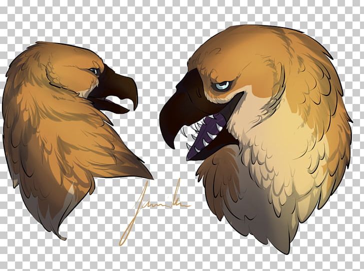 Eagle Fauna Beak PNG, Clipart, Animals, Beak, Bird, Bird Of Prey, Eagle Free PNG Download