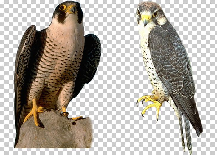 Falcon PNG, Clipart, Falcon Free PNG Download
