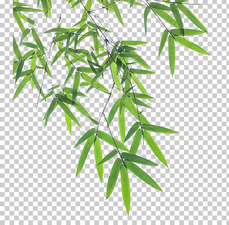 Bamboo Leaf Euclidean PNG, Clipart, Background, Bamboo, Bamboo Background, Bamboo Border, Bamboo Frame Free PNG Download