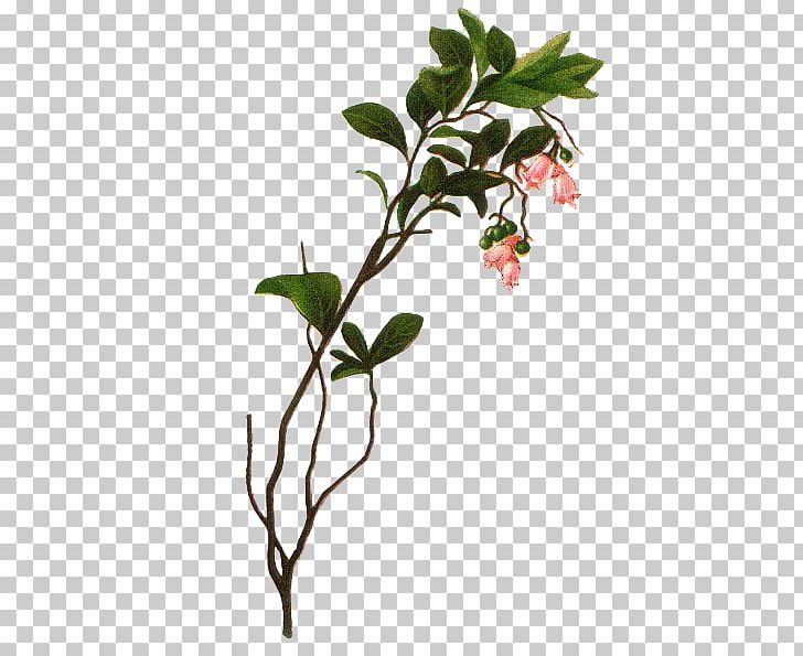 Flower PNG, Clipart, Art, Background, Bouquet, Branch, Download Free PNG Download