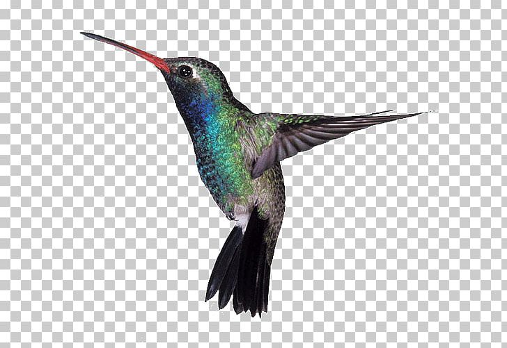 Google Hummingbird Algorithm Broad-billed Hummingbird PNG, Clipart, Algorithm, Animals, Beak, Bird, Bird Feeders Free PNG Download