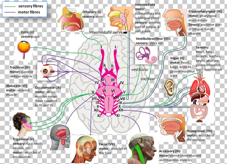 Cranial Nerves Nervous System Physiology Anatomy PNG, Clipart, Art, Biology, Brain, Cranial Cavity, Cranial Nerve Examination Free PNG Download