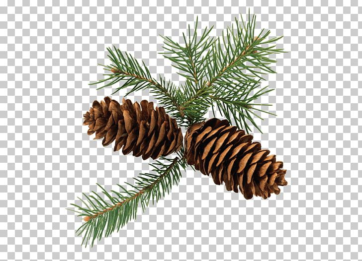 Fir Conifer Cone Open Spruce PNG, Clipart, Christmas Ornament, Cone, Conifer, Conifer Cone, Conifers Free PNG Download