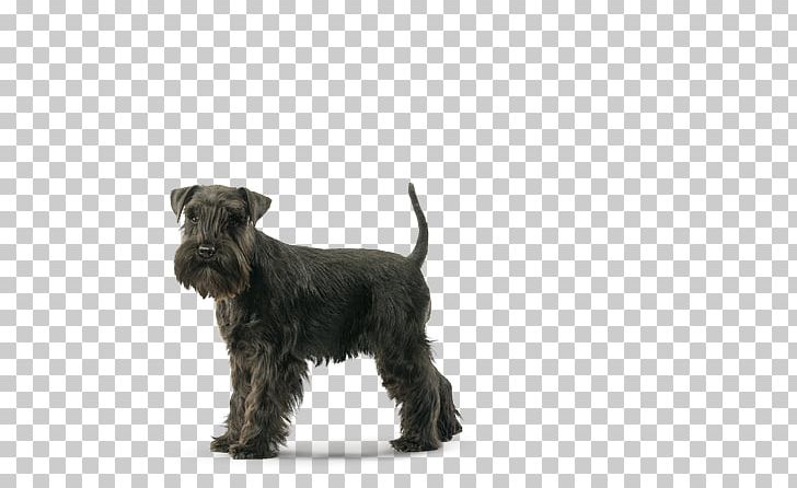 Miniature Schnauzer Scottish Terrier Cesky Terrier Standard Schnauzer Glen PNG, Clipart, Affenpinscher, Bree, Cairn Terrier, Carnivoran, Cesky Terrier Free PNG Download