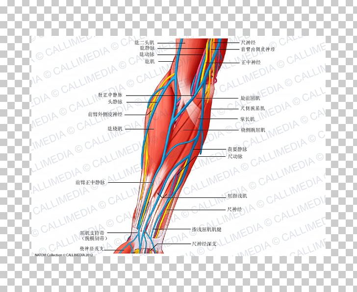 Anterior Compartment Of The Forearm Blood Vessel Nerve Muscle PNG, Clipart, Abdomen, Anatomy, Angle, Arm, Biceps Free PNG Download