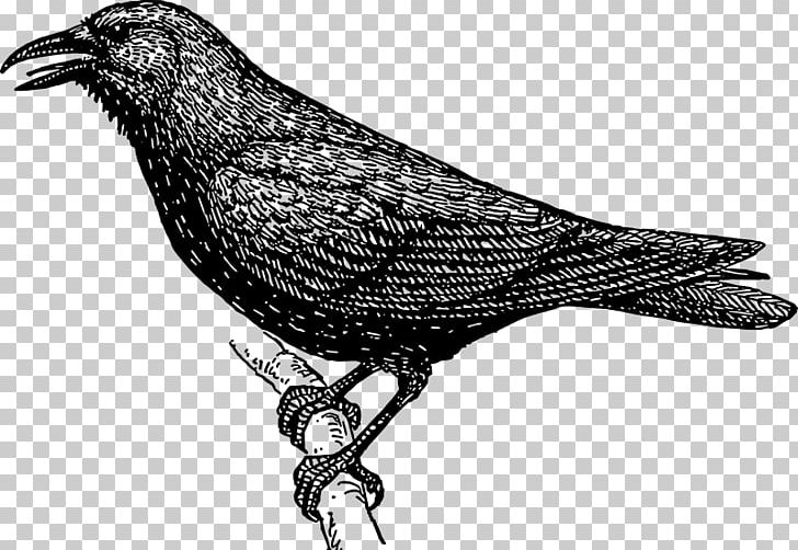 Crow PNG, Clipart, Animals, Beak, Bird, Black And White, Common Raven Free PNG Download