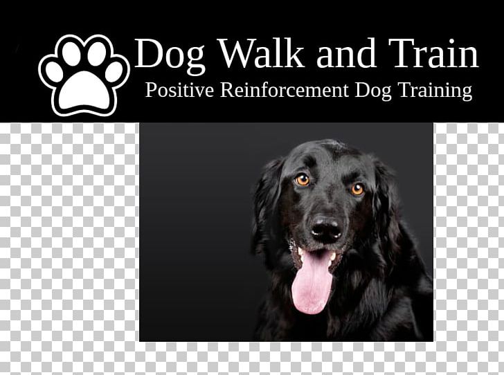 Dog Breed Flat-Coated Retriever Hovawart Check & Debit Card Register Puppy PNG, Clipart, Animals, Brand, Breed, Check Register, Cheque Free PNG Download