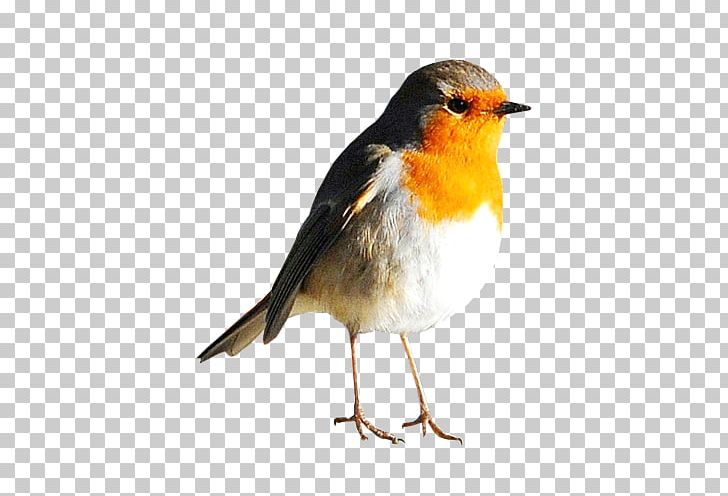 European Robin Bird Owl American Sparrows PNG, Clipart, American Sparrows, Animals, Beak, Bird, Chomikujpl Free PNG Download