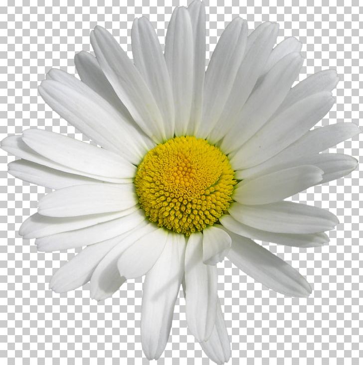 Oxeye Daisy Marguerite Daisy Chrysanthemum Transvaal Daisy Roman Chamomile PNG, Clipart, Argyranthemum, Aster, Chamaemelum Nobile, Chrysanths, Cut Flowers Free PNG Download