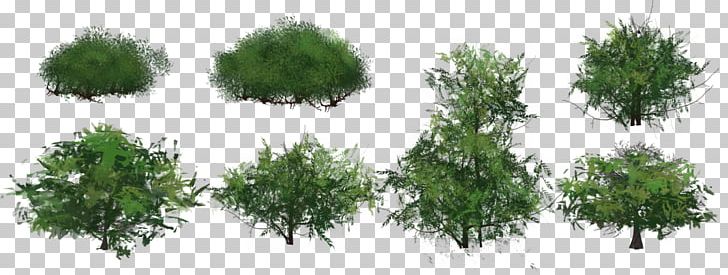Shrub Game Plants Juniper Biome PNG, Clipart, Biome, Branch, Ecosystem, Evergreen, Flora Free PNG Download