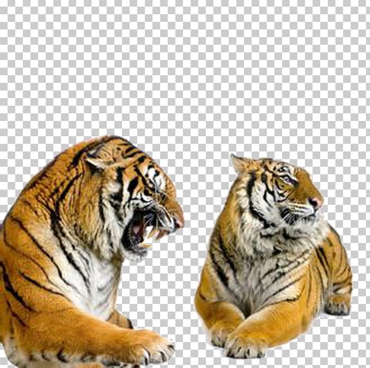 Siberian Tiger Bengal Tiger Stock Photography Stock.xchng PNG, Clipart, Animals, Big Cats, Carnivoran, Cat Like Mammal, Creative Ads Free PNG Download