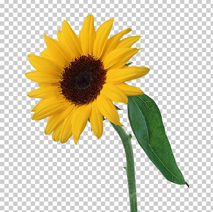 Light Common Sunflower PNG, Clipart, Coreldraw, Cut Flowers, Daisy Family, Flower, Flowering Plant Free PNG Download