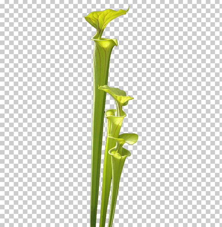 Plant Stem Vase Leaf Flower PNG, Clipart, Flower, Flowerpot, Flowers, Leaf, Plant Free PNG Download