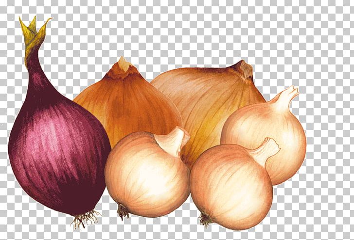 Yellow Onion Elephant Garlic Shallot Allium Fistulosum PNG, Clipart, Allium, Allium Fistulosum, Association Kokopelli, Blog, Elephant Garlic Free PNG Download