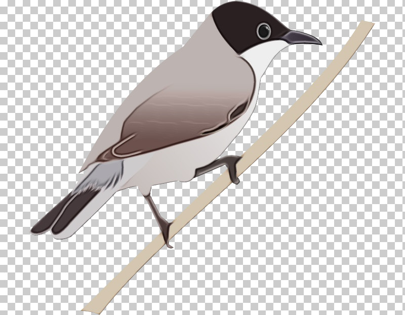 Bird Beak Perching Bird Songbird PNG, Clipart, Beak, Bird, Paint, Perching Bird, Songbird Free PNG Download