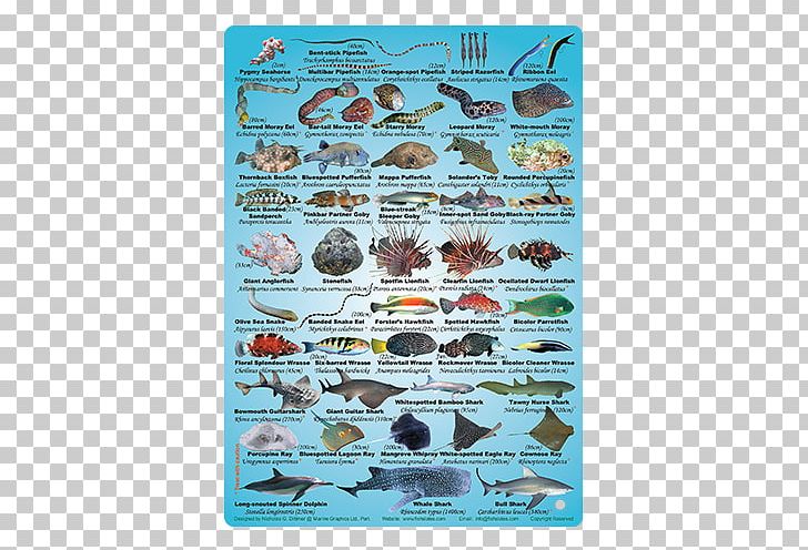 Poster Fauna Organism Fish Slate Magazine PNG, Clipart, Animals, Fauna, Fish, Organism, Poster Free PNG Download
