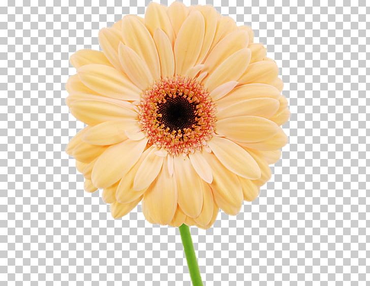 Daisy Family Chrysanthemum Flower Argyranthemum Frutescens Transvaal Daisy PNG, Clipart, Annual Plant, Argyranthemum Frutescens, Chrysanthemum, Chrysanths, Common Daisy Free PNG Download