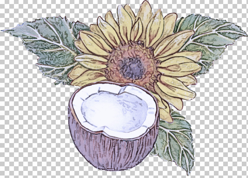 Sunflower PNG, Clipart, Flower, Leaf, Perennial Plant, Plant, Sunflower Free PNG Download
