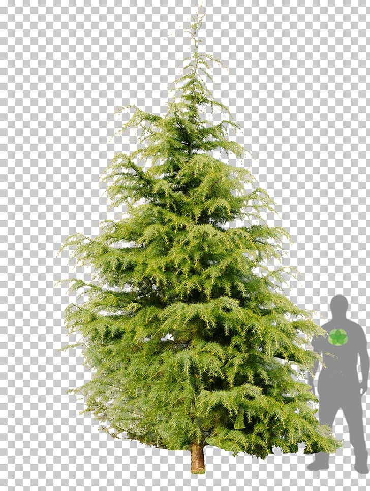 Himalayas Tree Conifers Spruce Deodar Cedar PNG, Clipart, Biome, Cedar, Cedrus Brevifolia, Christmas Decoration, Christmas Tree Free PNG Download