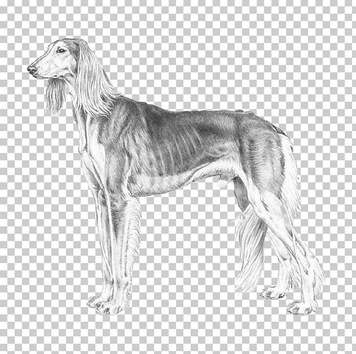 Saluki Spanish Greyhound Sloughi Borzoi PNG, Clipart, Afghan Hound, American Staghound, Artwork, Azawakh, Black And White Free PNG Download