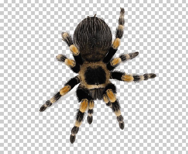 Spider Brachypelma Hamorii Smith's Redknee Tarantula Lycosa Tarantula PNG, Clipart,  Free PNG Download