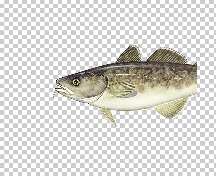 Atlantic Cod Pacific Cod Alaska Pollock Seafood PNG, Clipart, Anchovy, Atlantic Cod, Barents Sea, Bass, Bonito Free PNG Download