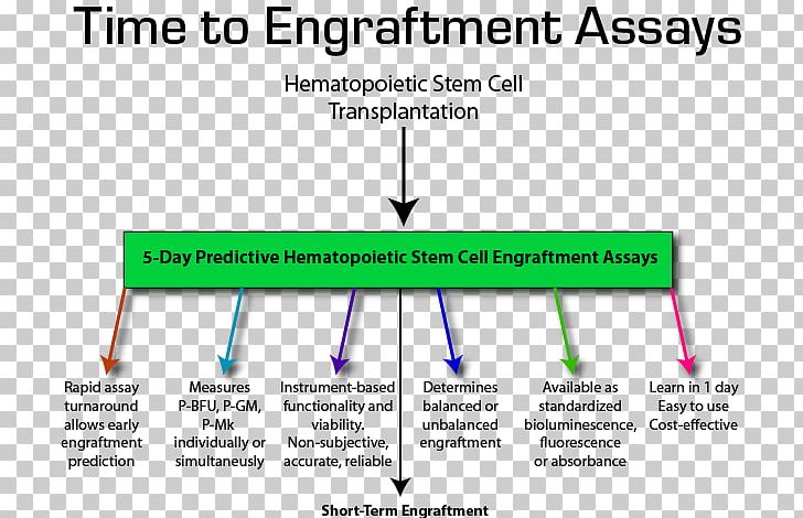 Hematopoietic Stem Cell Transplantation Neutrophil Platelet PNG, Clipart, Angle, Area, Assay, Blood, Blood Cell Free PNG Download