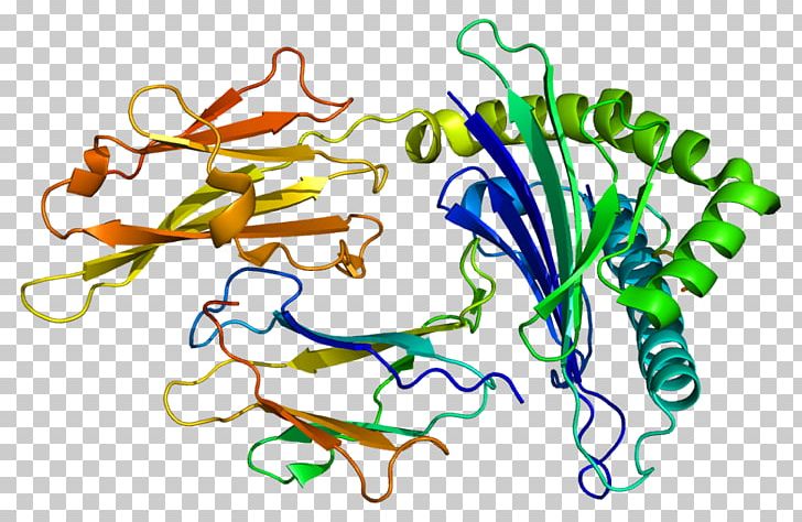 HLA-G Human Leukocyte Antigen HLA-F HLA-B Major Histocompatibility Complex PNG, Clipart, Antibody, Antigen, Area, Artwork, B 27 Free PNG Download